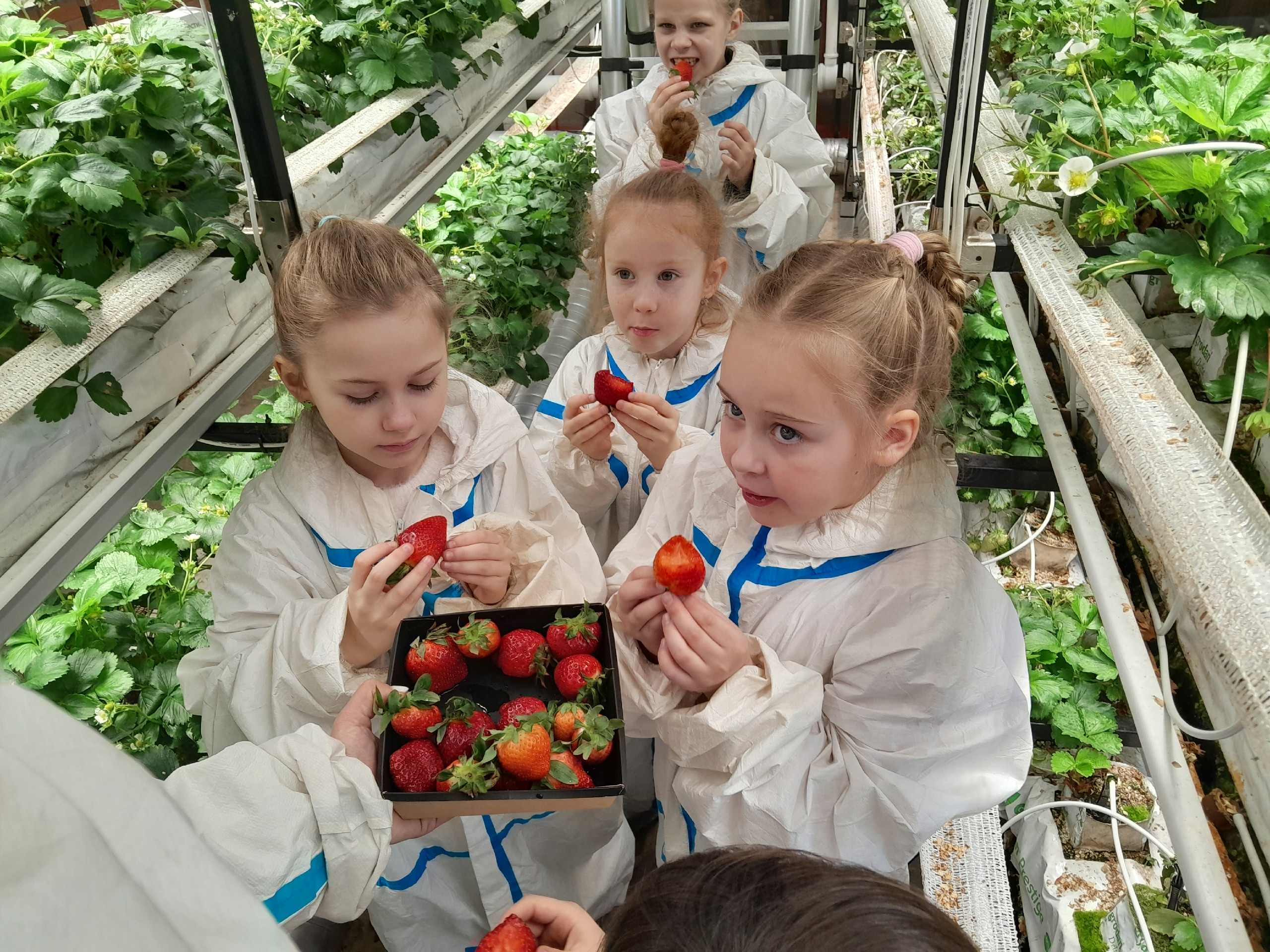 Экскурсия на клубничную ферму «Клубника – вкус лета», 7+