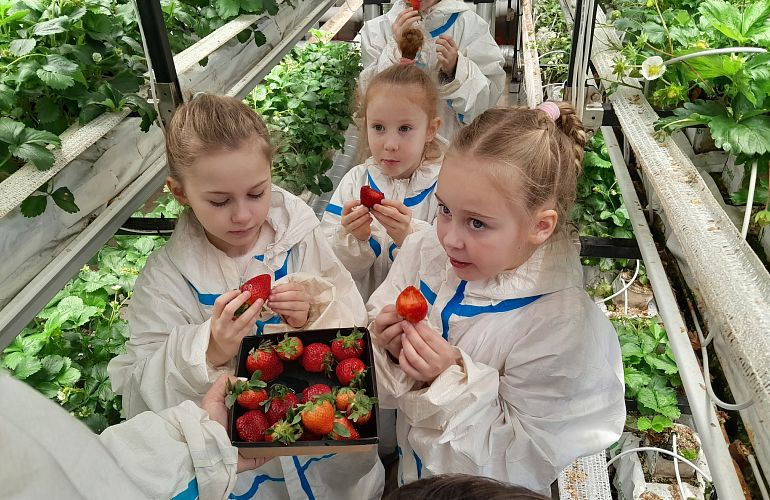 Экскурсия на клубничную ферму «Клубника – вкус лета», 7+